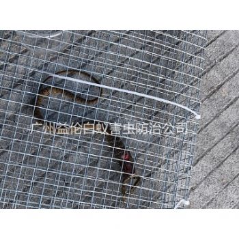 石碁鎮上門抓蛇、捕蛇